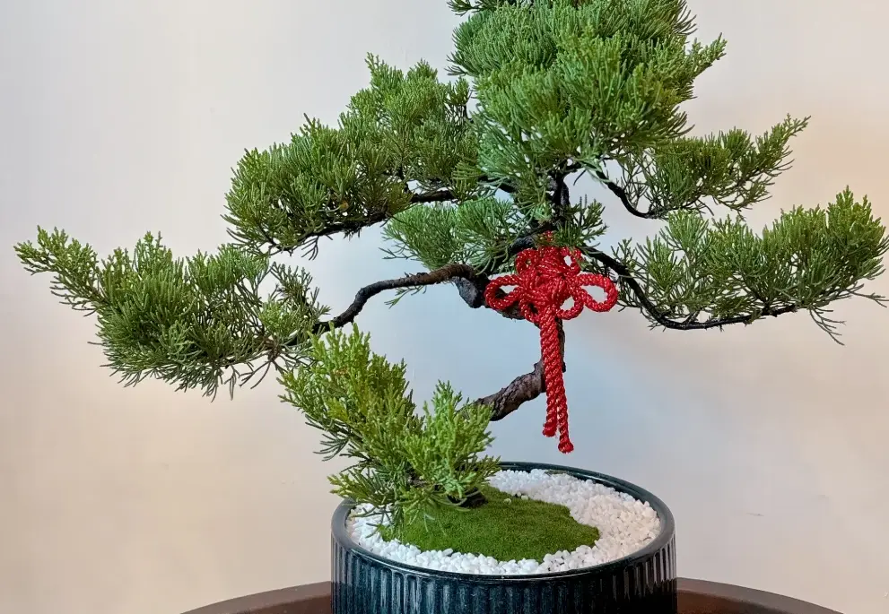 真柏 照顧 真柏 照顧