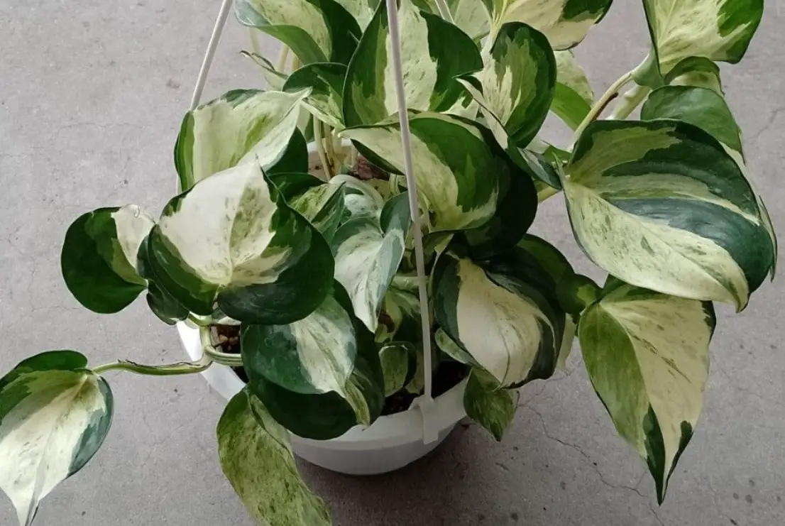 室內植物 推薦 室內植物 推薦