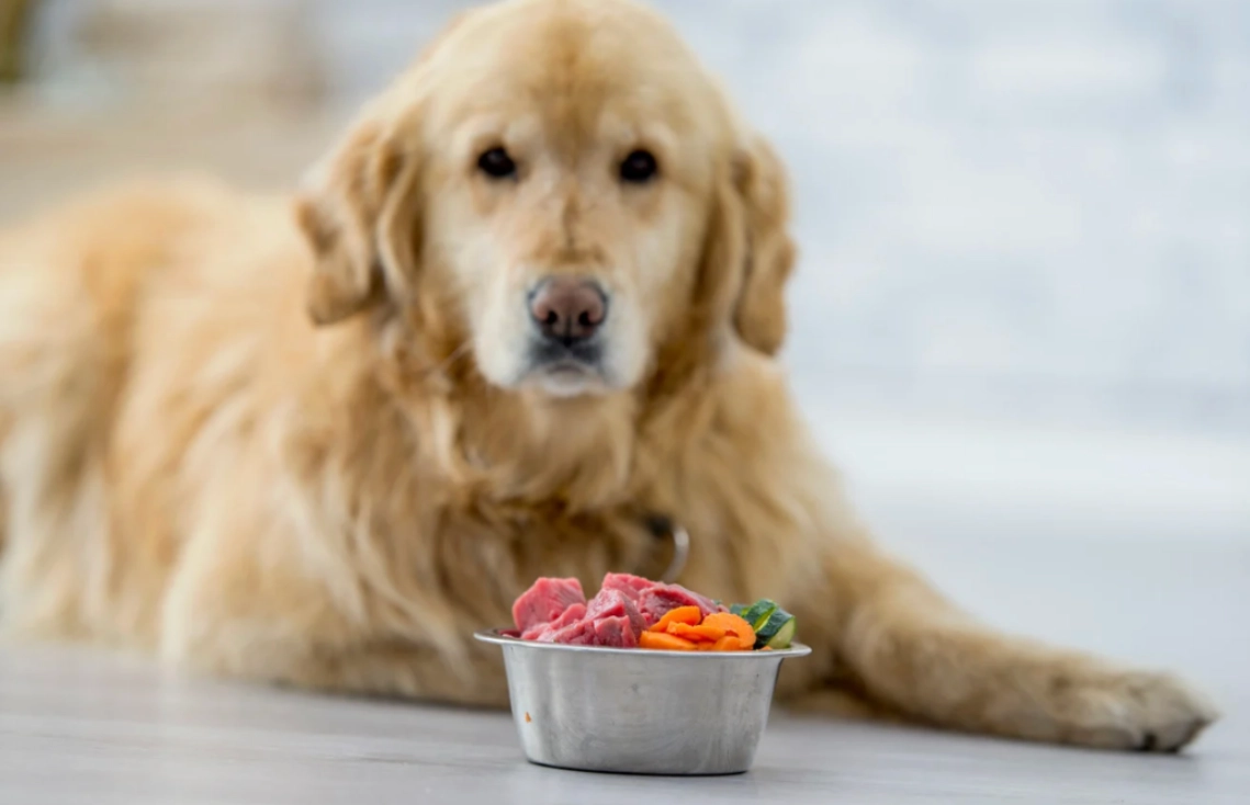 狗吃什麼最好？獸醫與營養師的完整指南，破解飲食迷思
