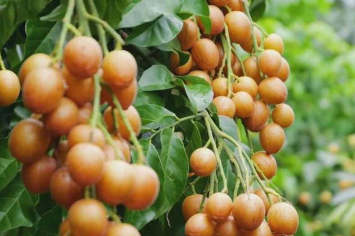 黃皮功效全解析：不只消食化痰，更是夏季聖果的三大好處與禁忌