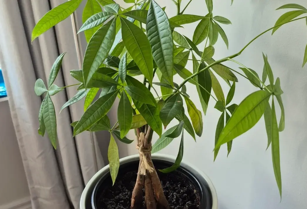 發財樹葉子發黃