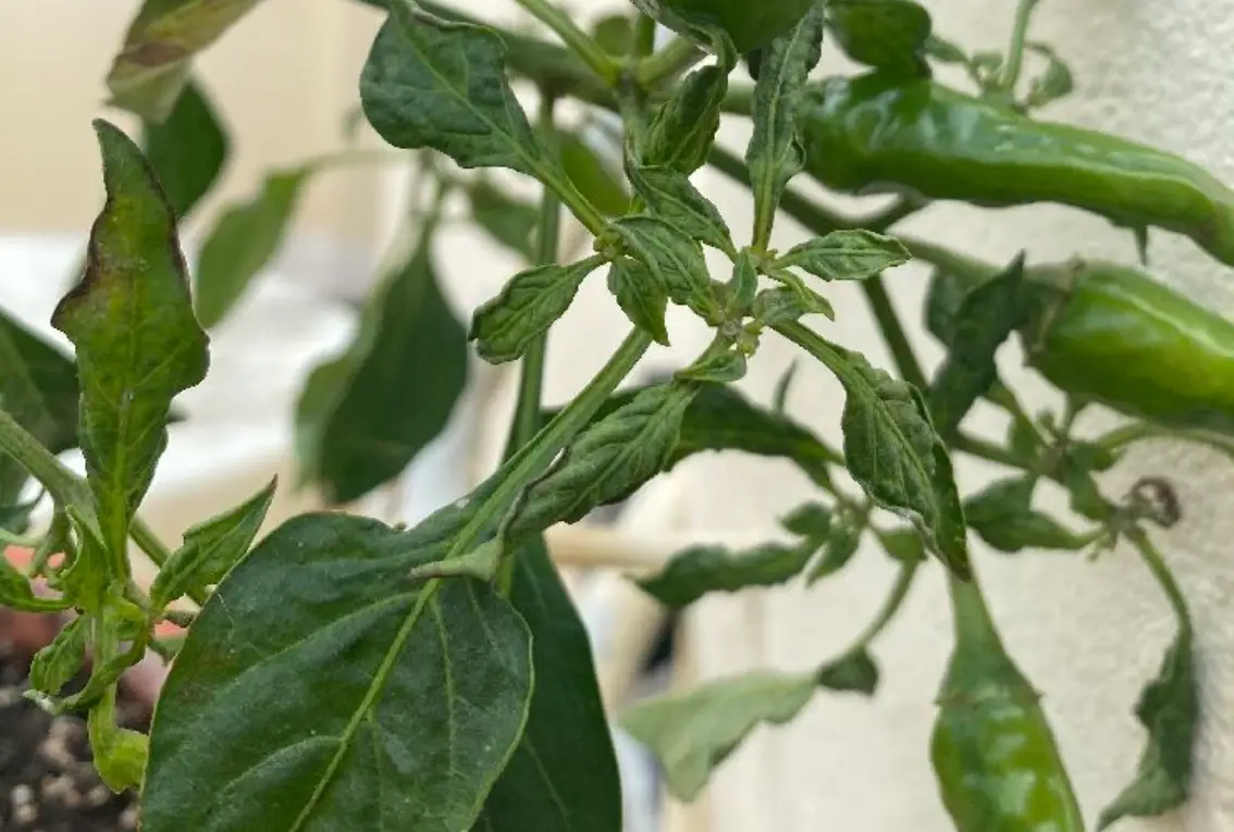 辣椒葉子皺皺的怎麼辦？從診斷到復原的完整指南