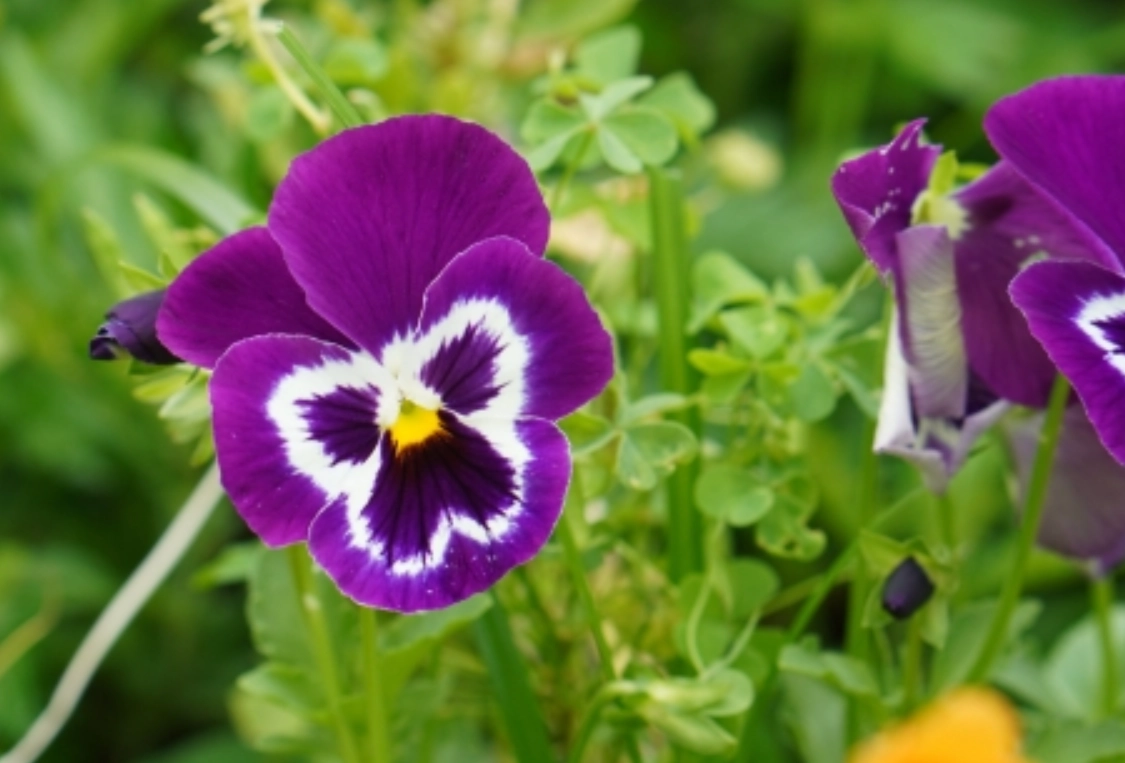 三色堇料理 三色堇料理