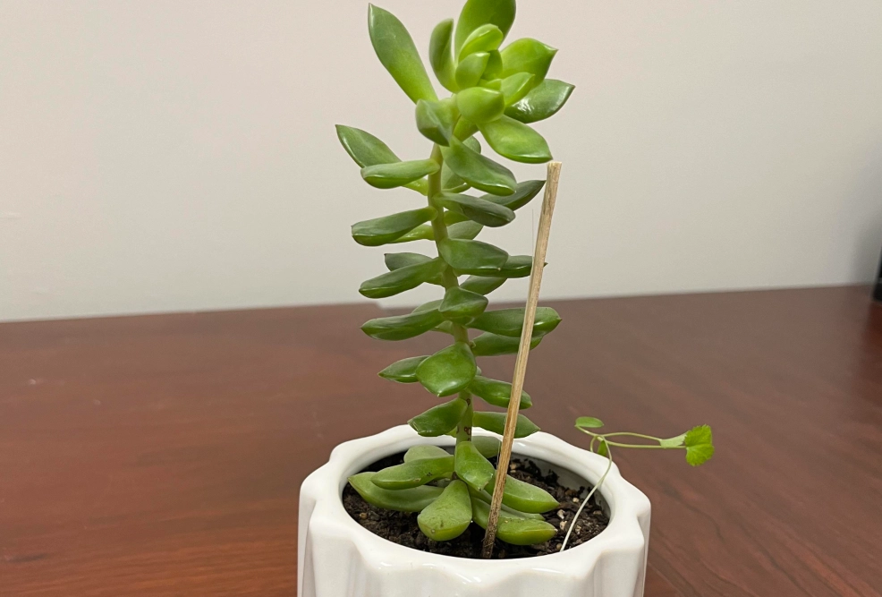 多肉植物長太高怎麼辦？專家教你判斷、拯救與預防全攻略