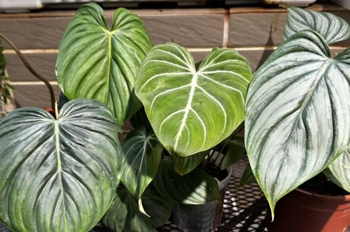 觀葉植物入門指南：給新手的5種不失敗推薦與關鍵照顧技巧