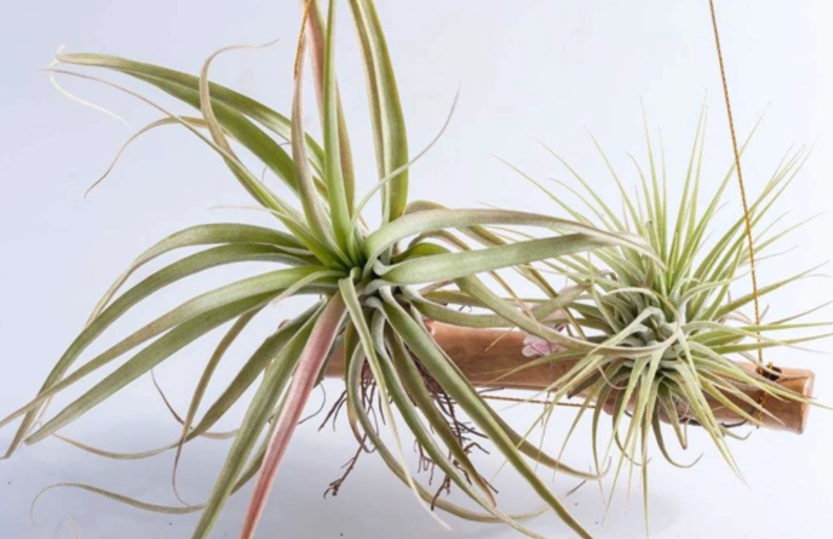 空氣鳳梨照顧 空氣鳳梨照顧