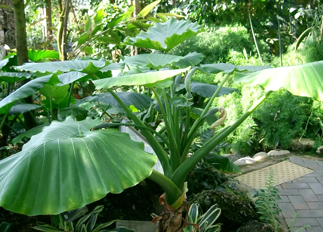 室外觀葉植物終極指南：選對品種，打造四季有景的陽台與庭院