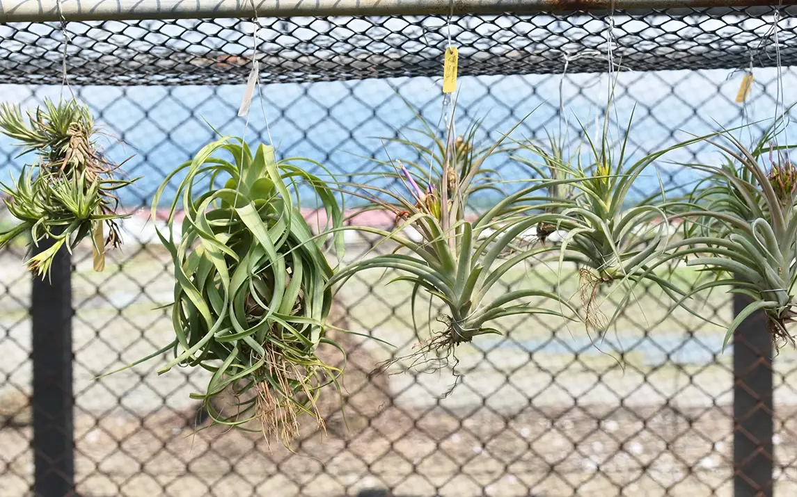 Tillandsia 修剪 時機