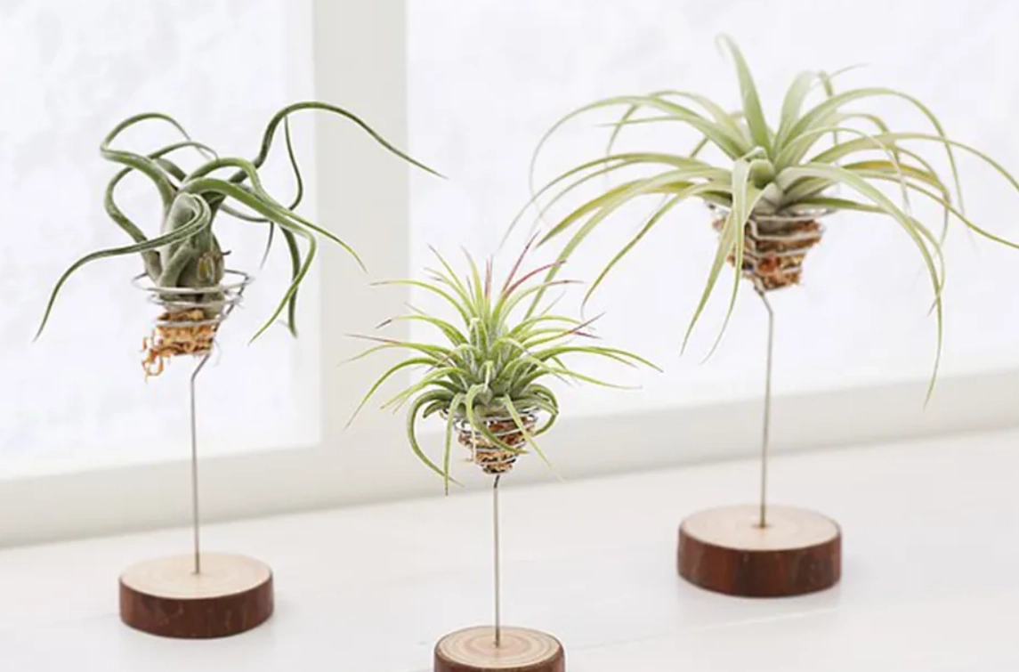 空氣鳳梨修剪全攻略：時機、技巧與常見錯誤解析