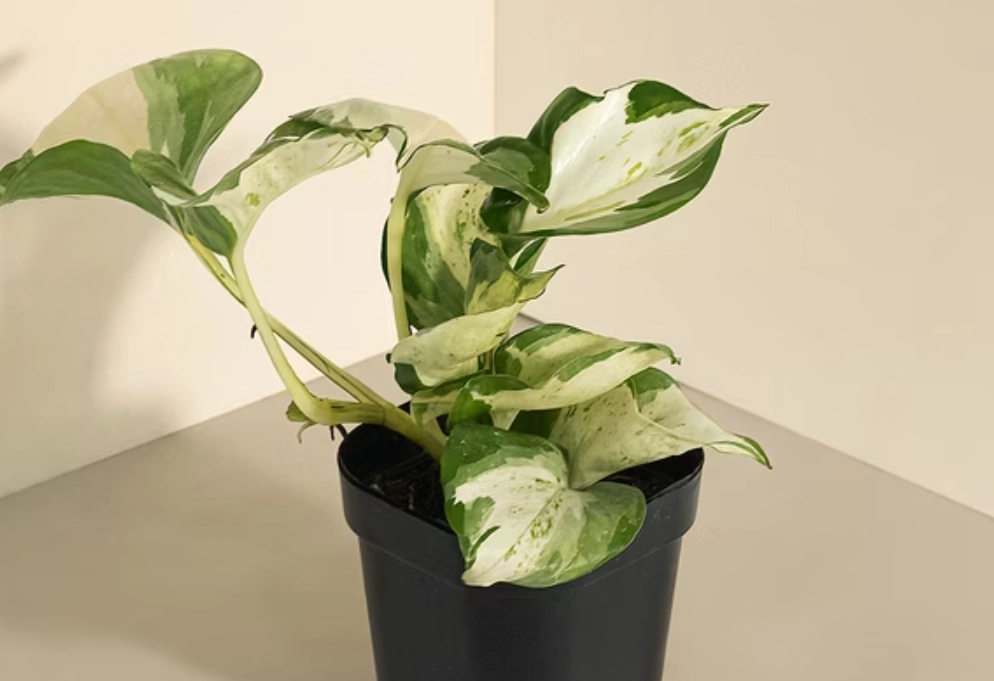 白泉黃金葛养护全攻略：从选购到爆盆的专家心得