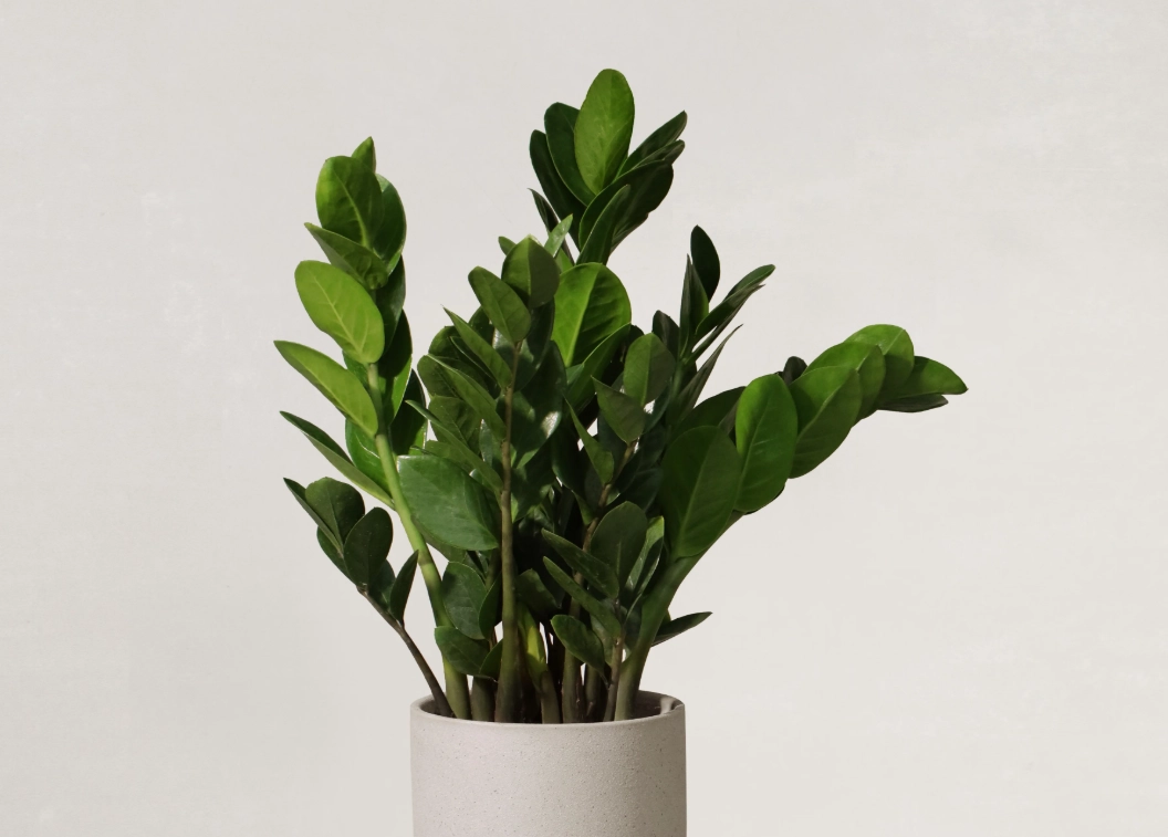 金錢樹 葉子發黃