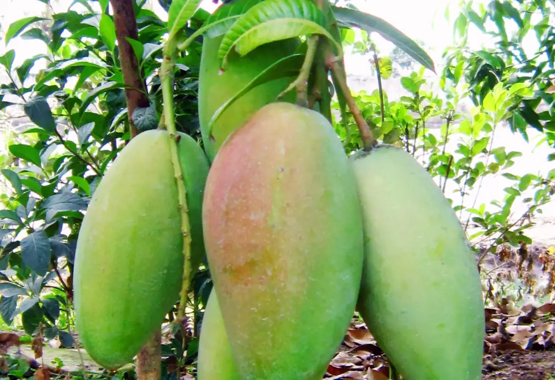 春天開花夏天結果的植物