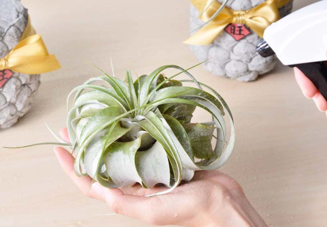 空氣鳳梨壽命解密：如何延長你的空中精靈壽命？關鍵照顧技巧