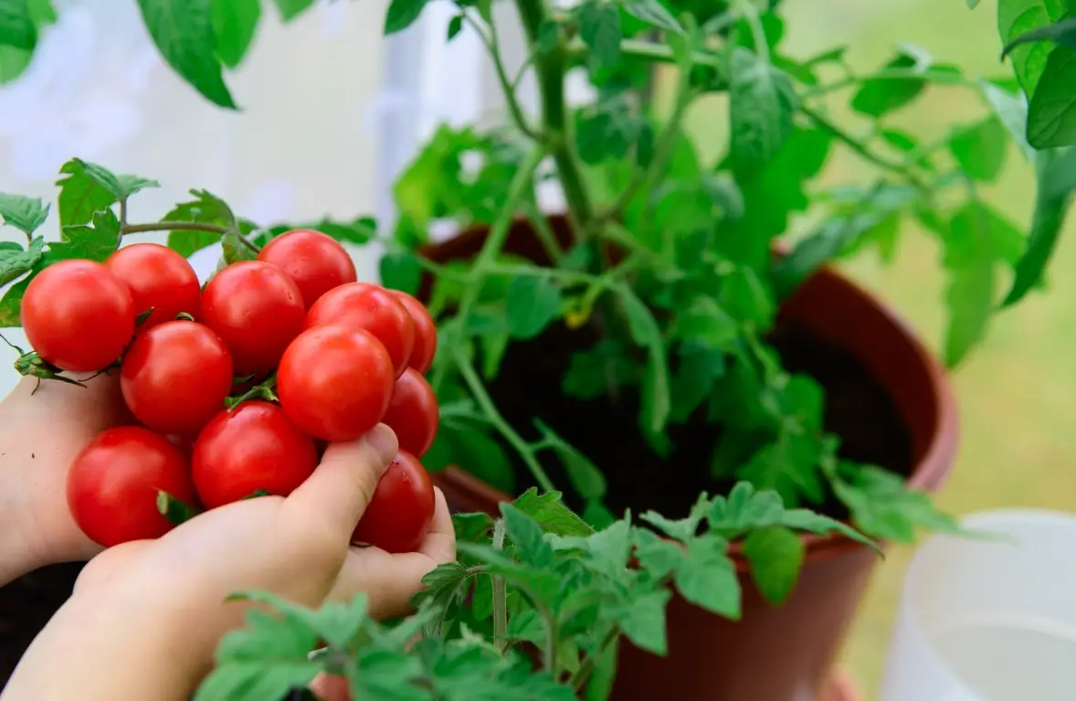 西紅柿種植全攻略：新手必學的陽台豐收秘訣