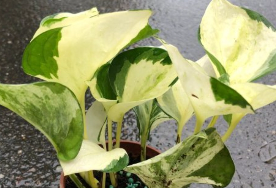 白泉黃金葛 照顧 白泉黃金葛 照顧