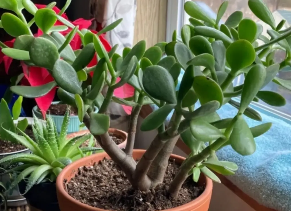 玉樹照顧全攻略：新手必學的澆水、日照與繁殖技巧，養出葉片肥厚健康樹