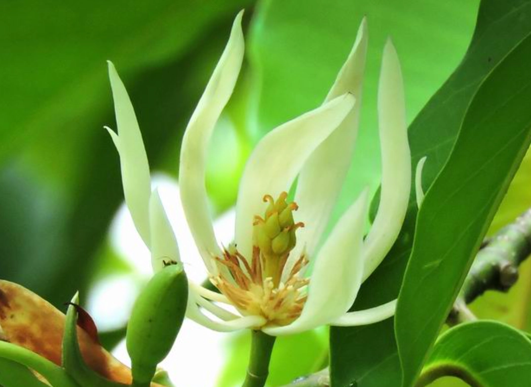 玉蘭花種植方法全攻略：從選苗到開花的專家秘訣