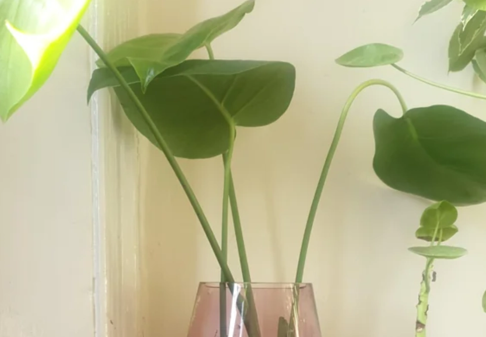 龜背芋水培步驟 龜背芋水培步驟