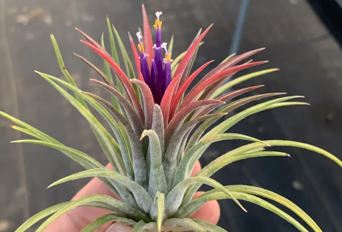 空氣鳳梨死亡原因