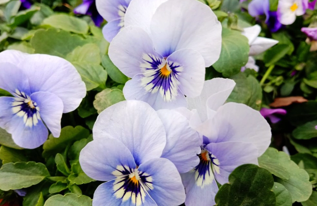 三色堇料理 三色堇料理