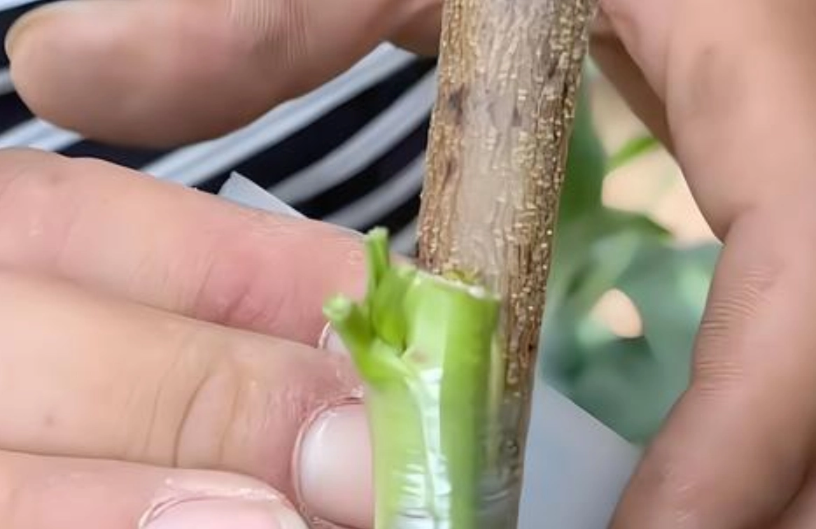 嫁接成功率提升