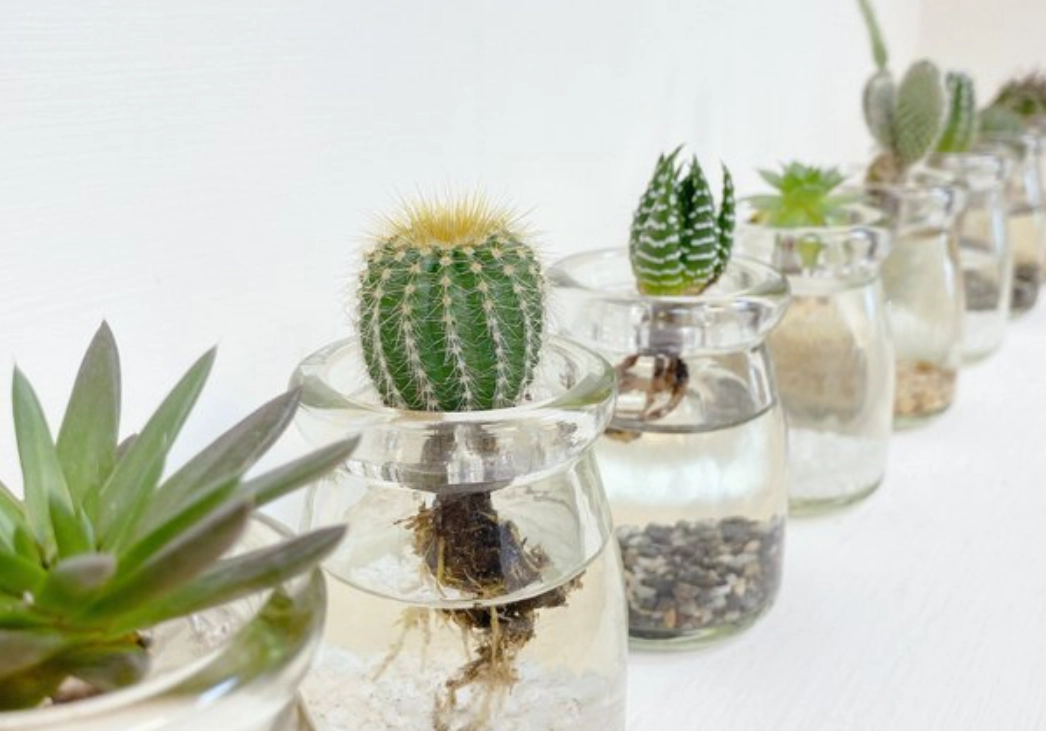 多肉植物水培