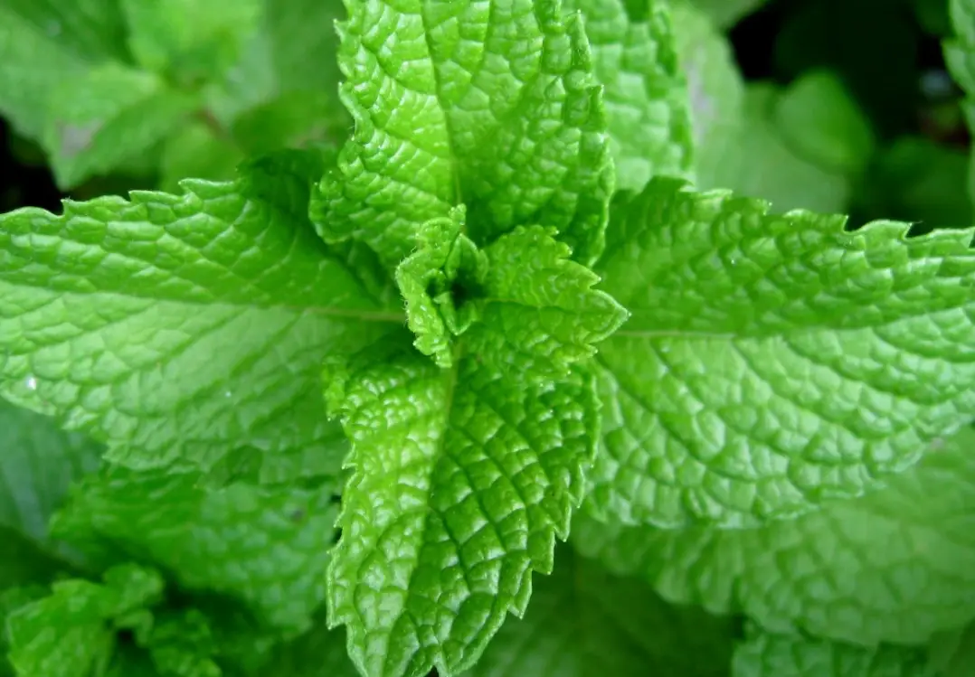 台灣薄荷葉植物終極指南：從品種、種植到食用的完整懶人包