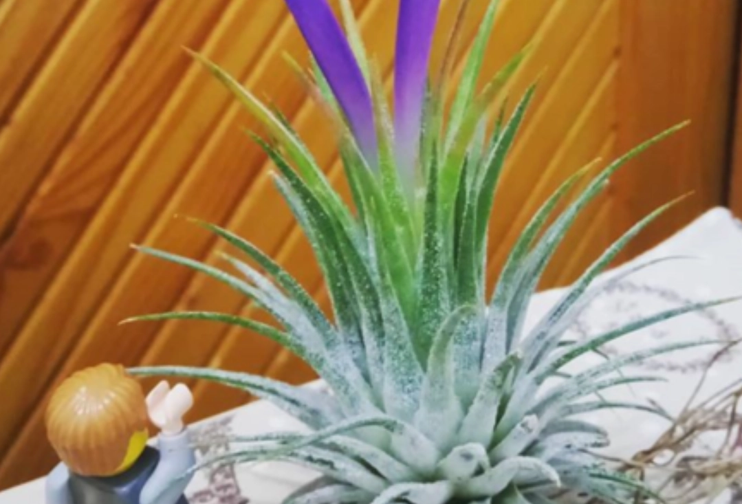 空氣鳳梨開花後處理