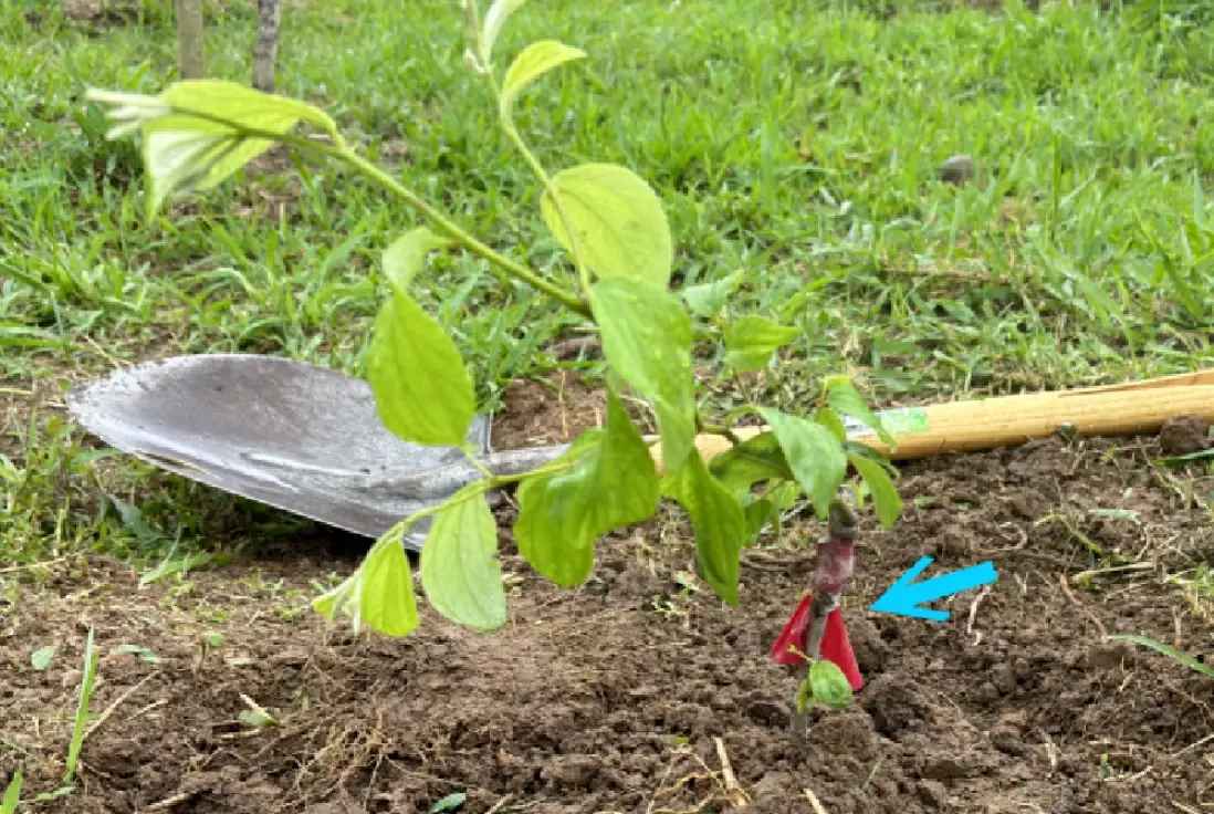 嫁接苗方法全攻略：從選枝到癒合，新手也能成功繁殖植物