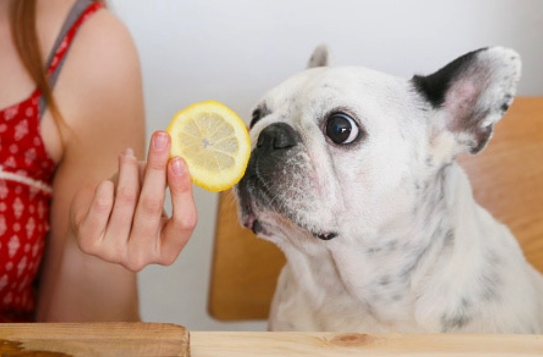 狗狗可以吃的水果