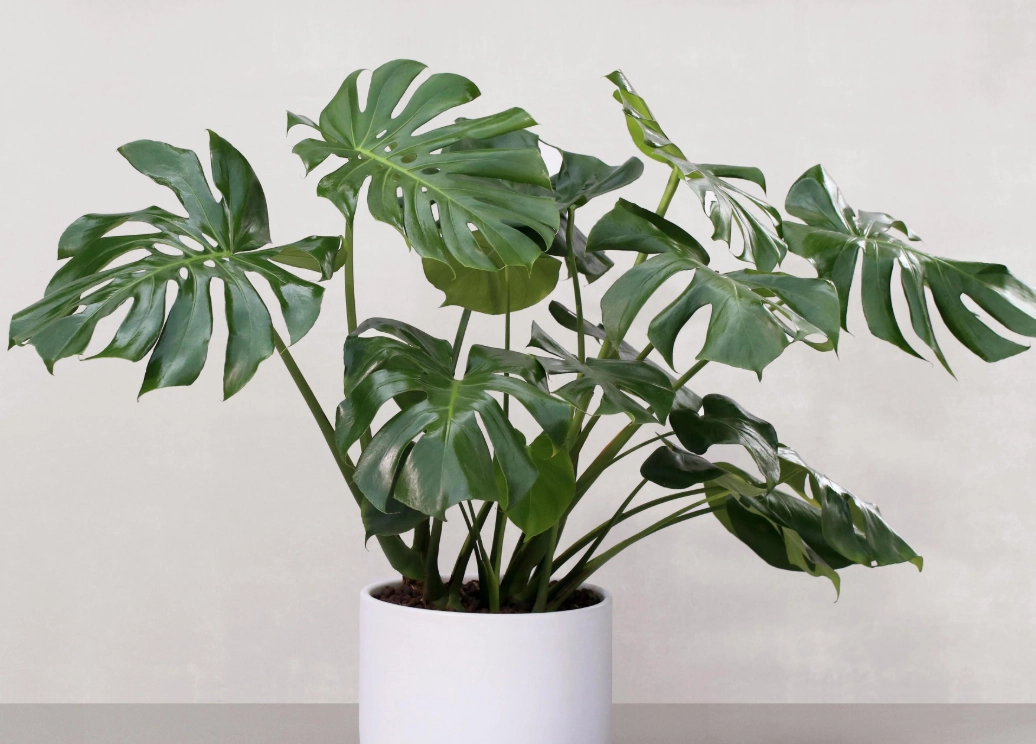 盆栽 根部 照顧