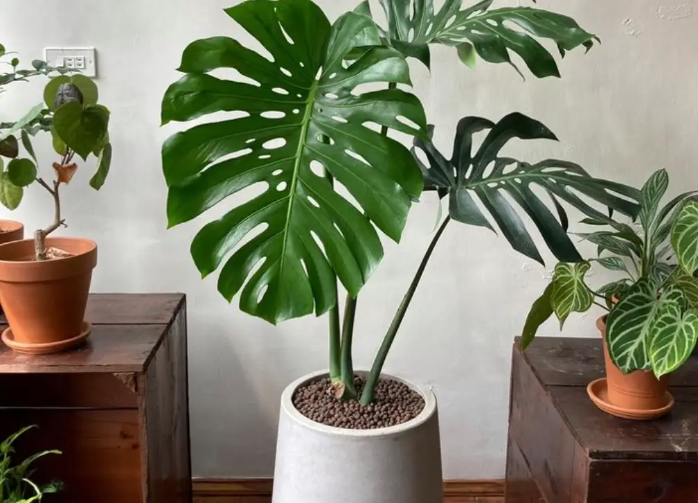 龜背芋養護技巧