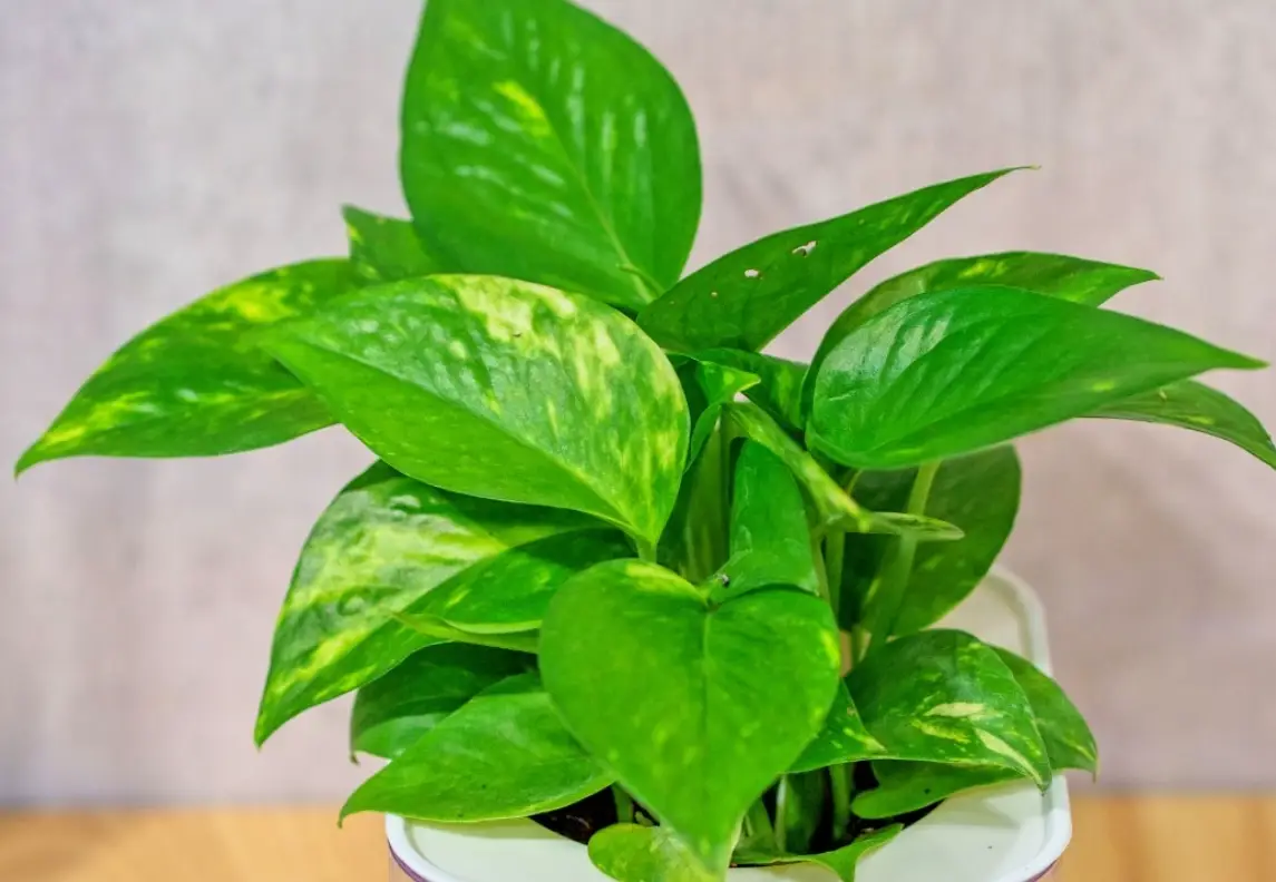 室內最好養的植物Top 10：懶人新手必備的綠植清單與養護秘訣