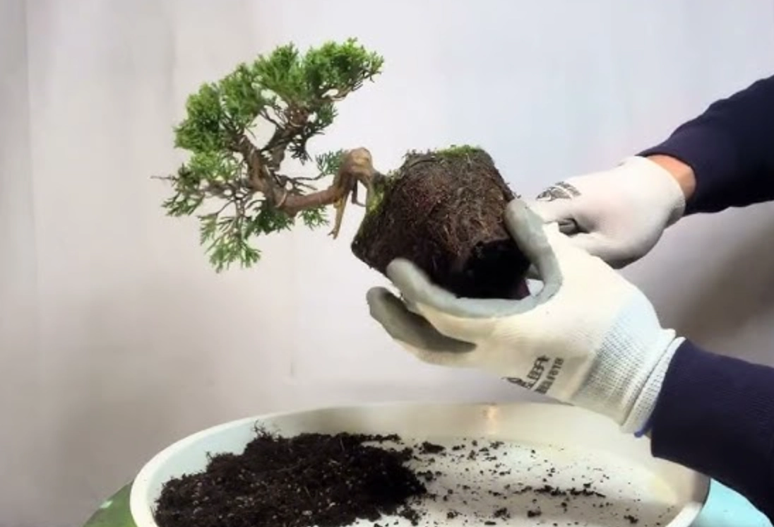 真柏用什麼土？盆景達人揭秘最佳土壤配比與養護技巧