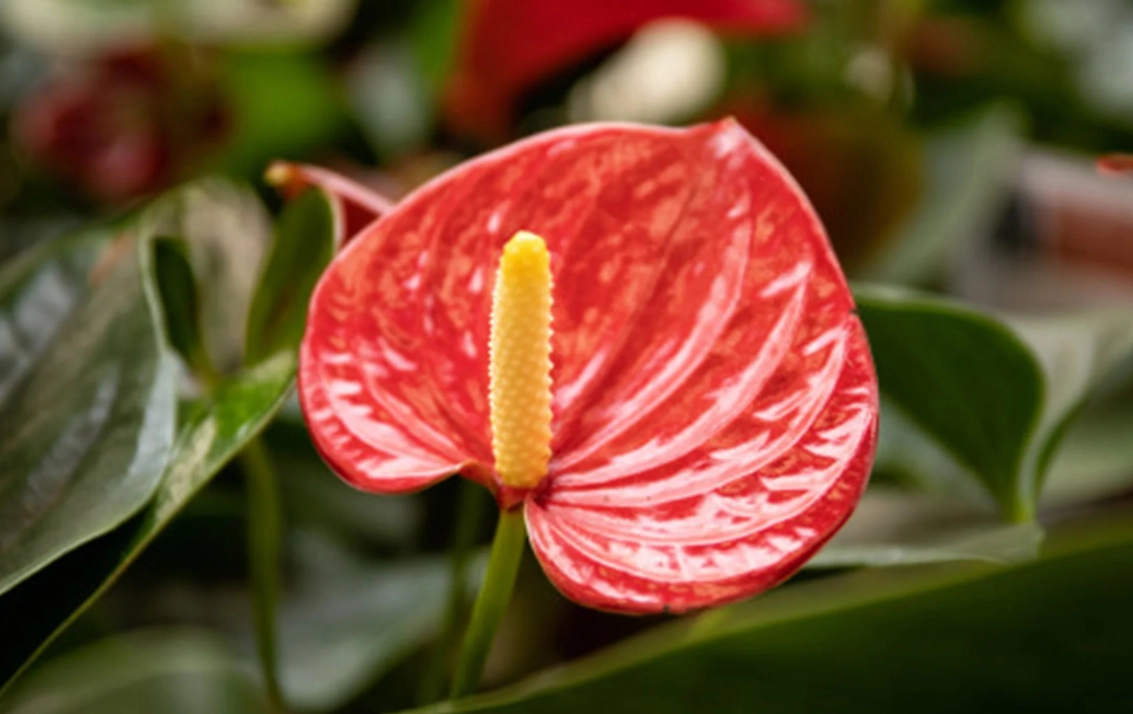 紅掌花怎麼養？10年花友的實戰指南，避開新手常見5大錯誤