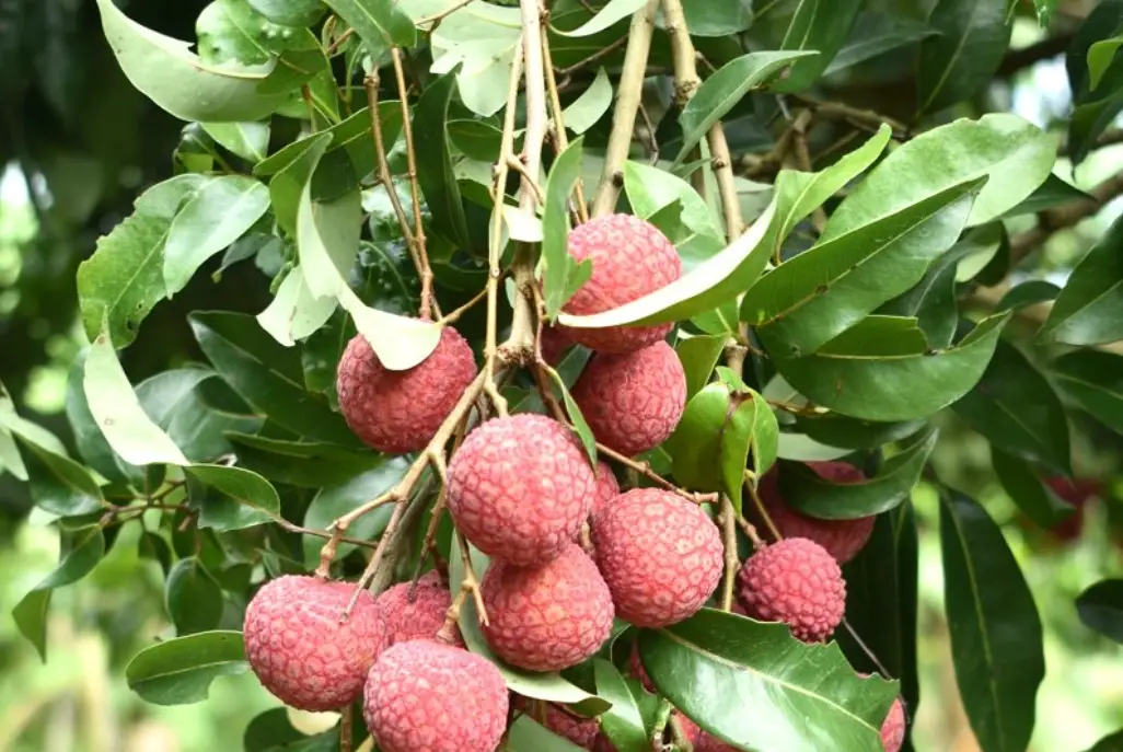 春天開花夏天結果的植物指南：精選果樹與觀賞植物推薦