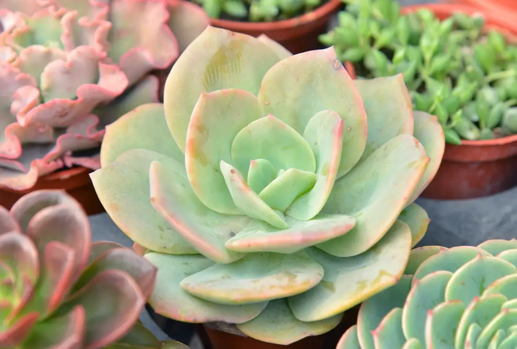 盆栽 根部 照顧