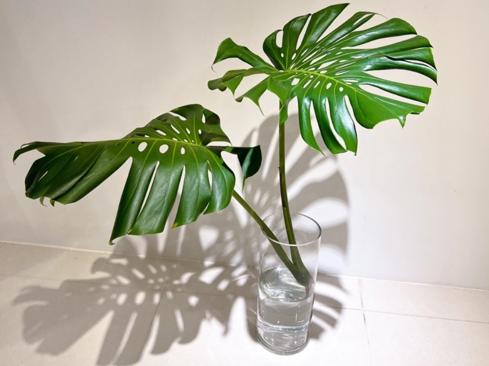 龜背芋分株方法 龜背芋分株方法