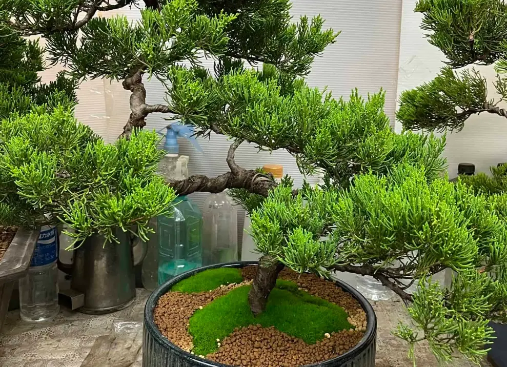 盆栽 澆水技巧 盆栽 澆水技巧