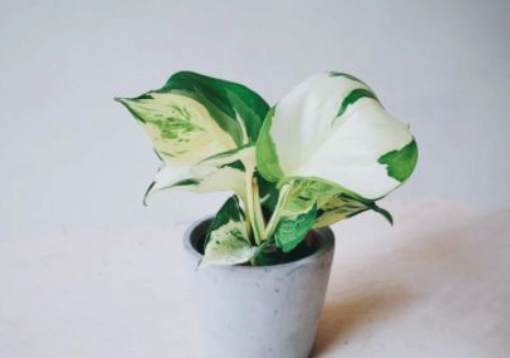 室內植物 推薦 室內植物 推薦