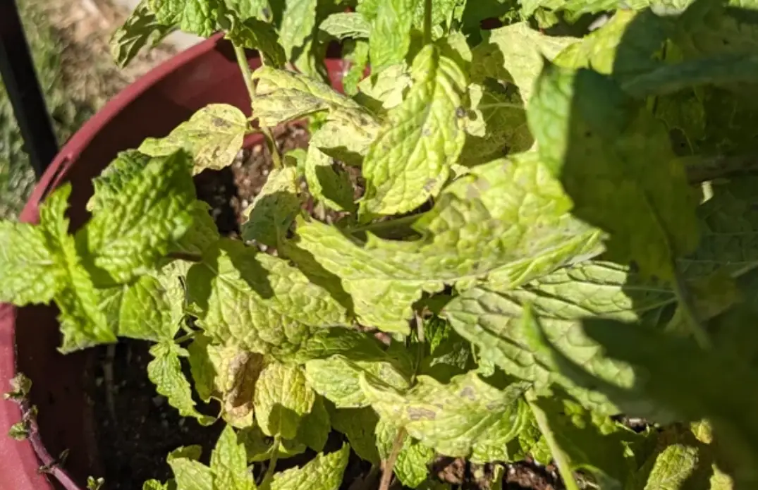 薄荷葉子變黃處理