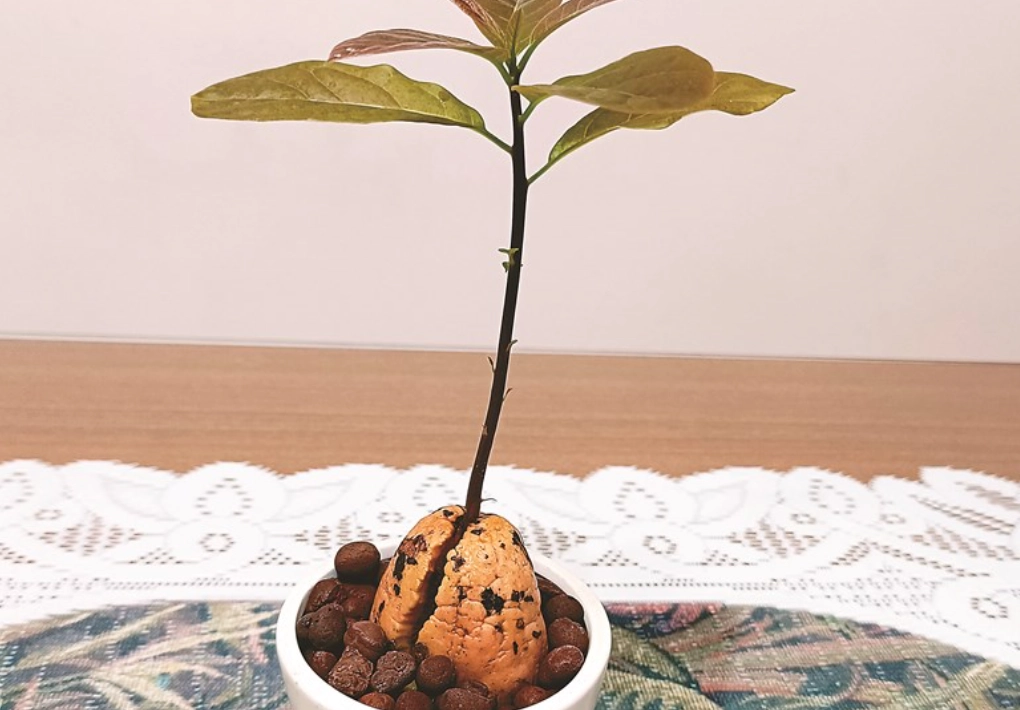 酪梨種子水耕 酪梨種子水耕