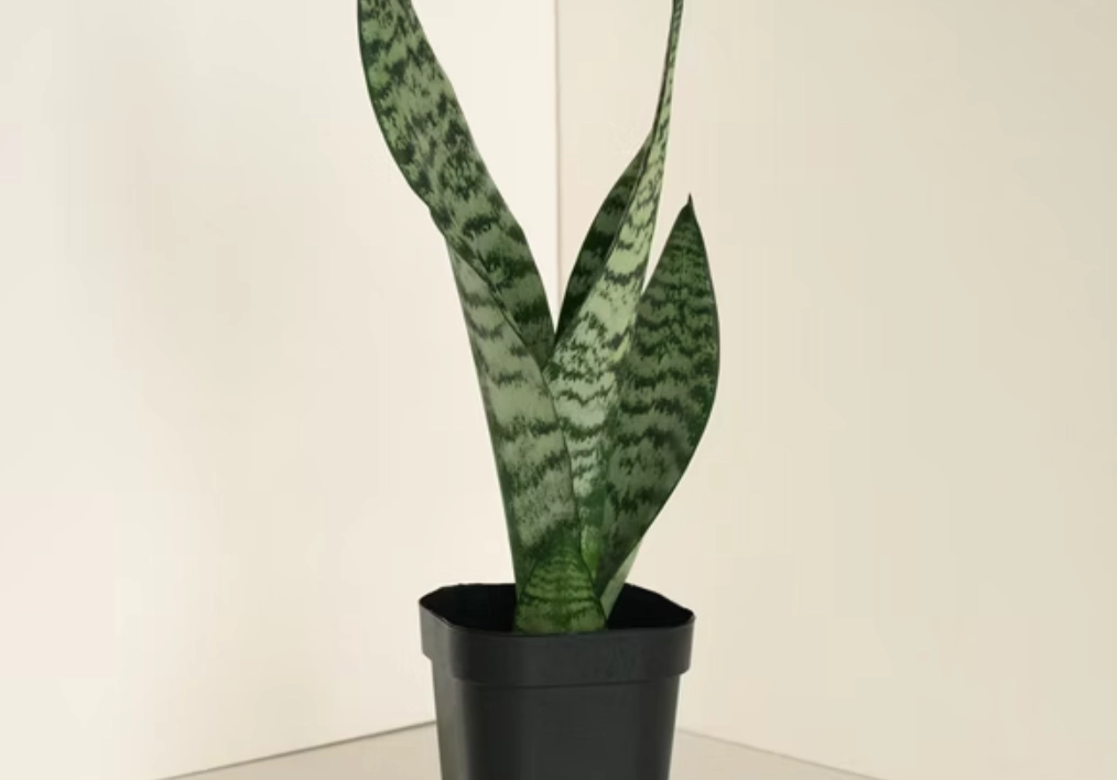 新手必看！10種好養的觀賞植物推薦與常見錯誤解析