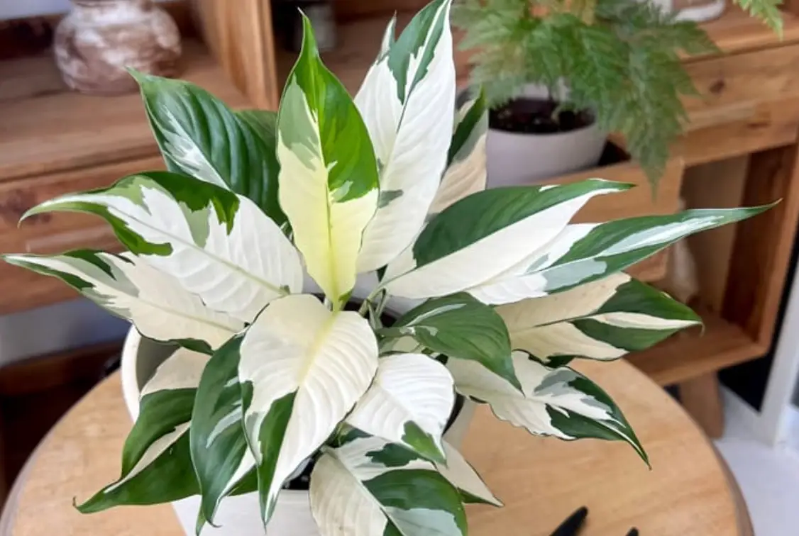 新手觀葉植物推薦