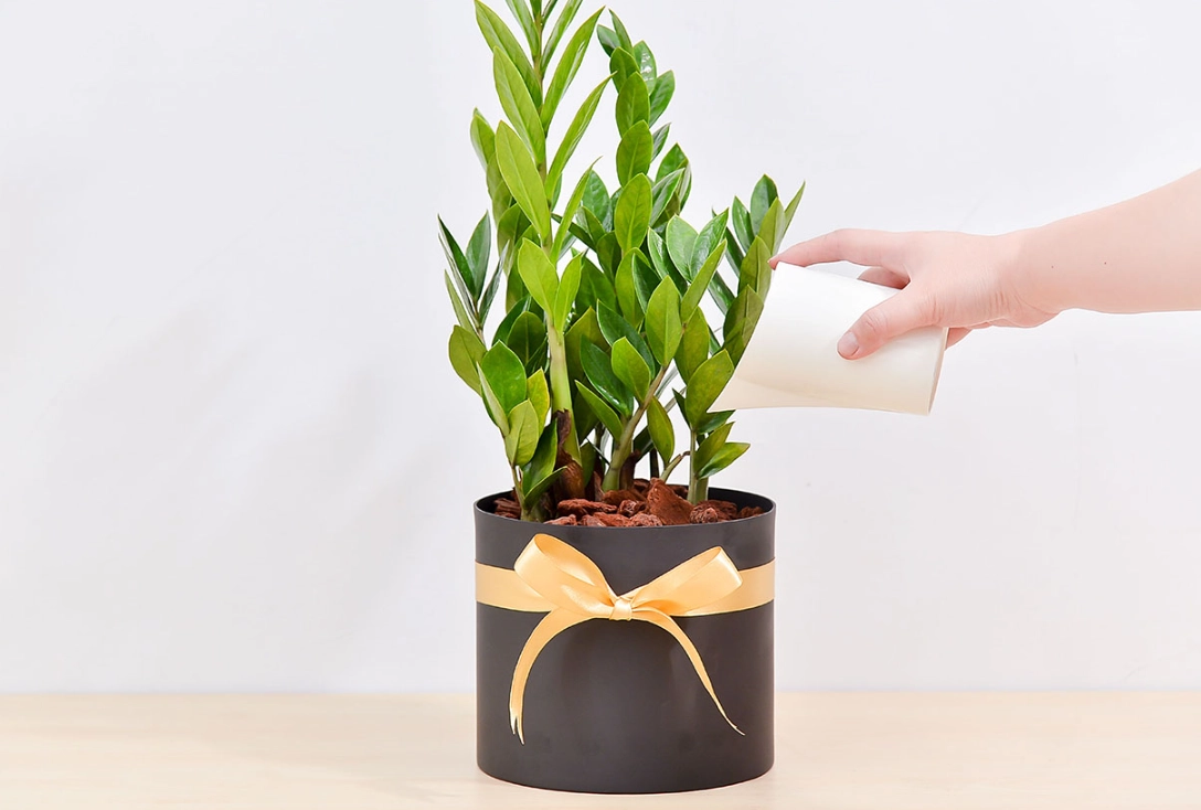 金錢樹養護全攻略：從澆水到換盆，讓你輕鬆成為綠手指