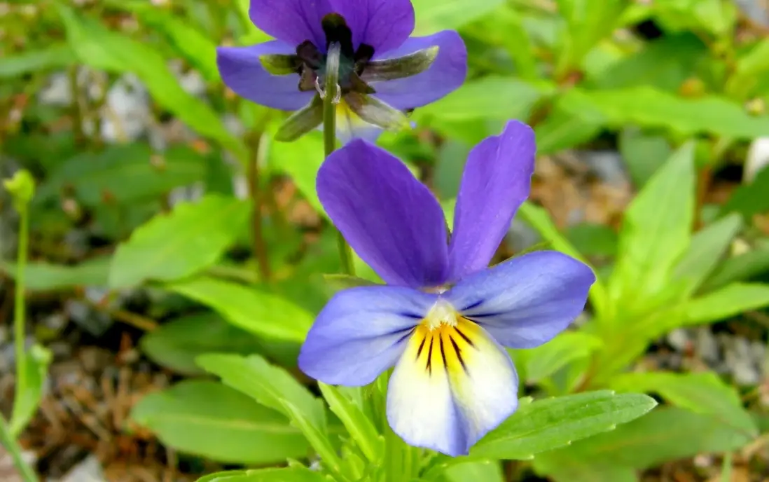 三色堇可以吃嗎？完整解析食用安全、挑選技巧與創意食譜