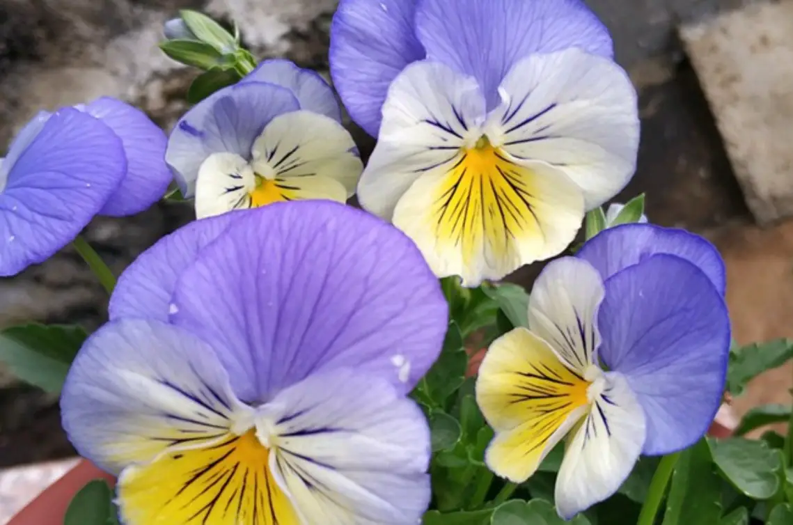 食用花安全 食用花安全