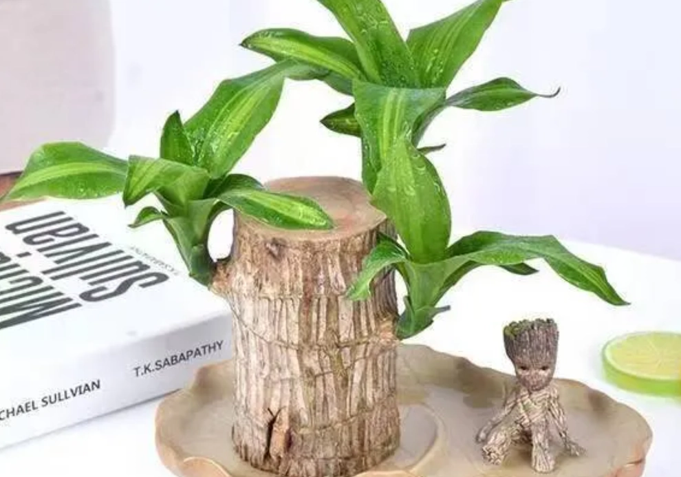 如何讓巴西木開花