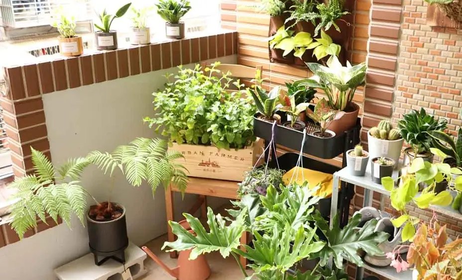 全日照陽台植物推薦與養護全攻略：新手也能輕鬆打造爆花陽台