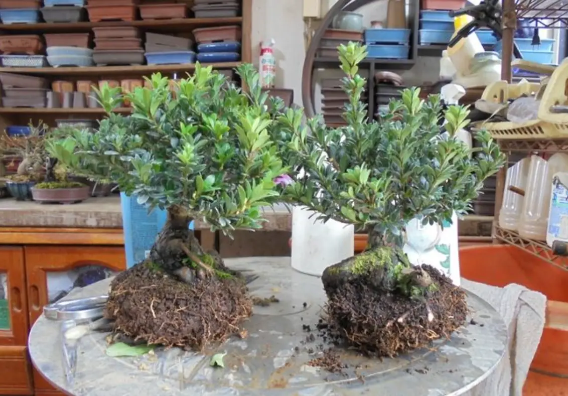 羅漢松換盆時間全攻略：掌握最佳時機與步驟避免失敗